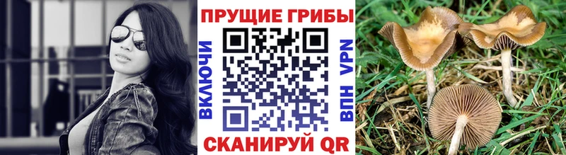 Галлюциногенные грибы MAGIC MUSHROOMS где найти наркотики Полярный
